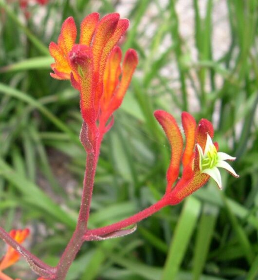 Anigozanthos 'Landscape Tangerine' Kangaroo Paw 6" Pot