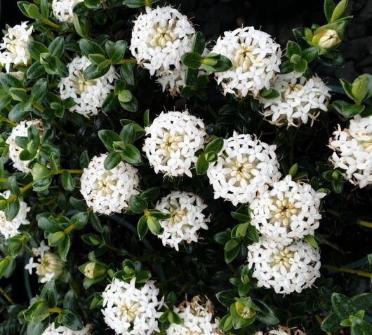Pimelea 'Snowball' Rice Flower 6" Pot