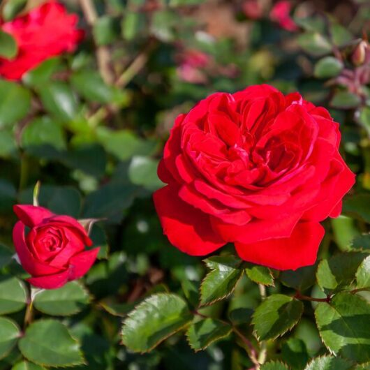 Rose 'Zepeti®' Bush Form