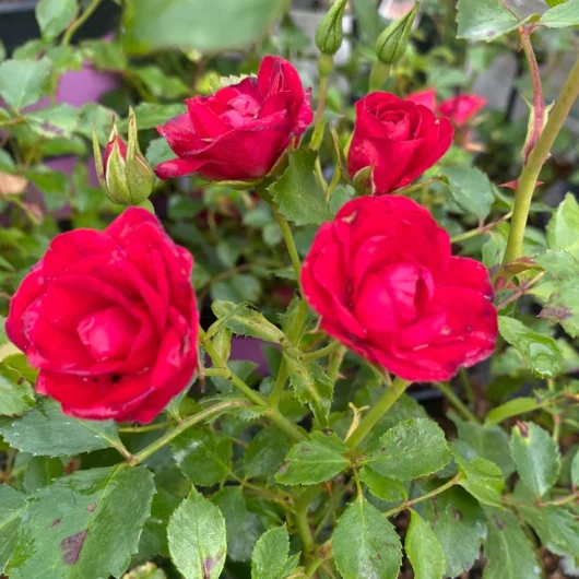 Rose 'Mini Cherry' PBR Carpet Rose