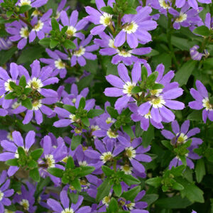 Scaevola 'Aussie Crawl' PBR 6" Pot