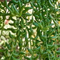 Close-up of Senecio 'String of Beans/Bananas' in a 6" pot, showcasing trailing stems with thick, banana-shaped leaves cascading down against a blurred background.