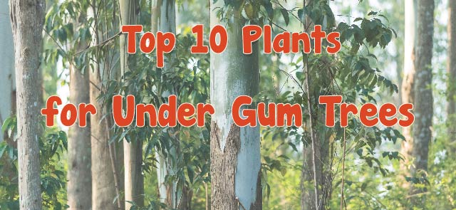 Top 10 Plants for Under Gum Trees