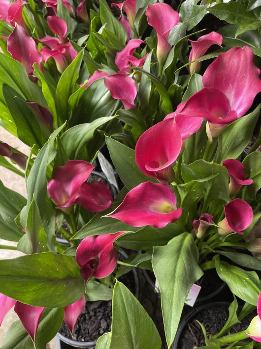 Zantedeschia aethiopica Arum Lily or Calla Lily Pink purple