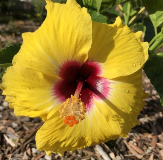 Hibiscus Rio Clara 'Lemon Delight' 6" Pot