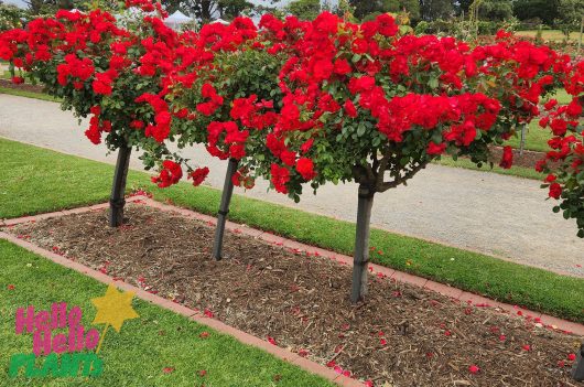 'La Marseillaise ® standard roses blooming at the rose garden victoria bright red floribunda rose