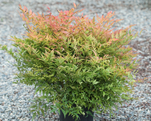 Nandina 'Moon Bay' 6" Pot