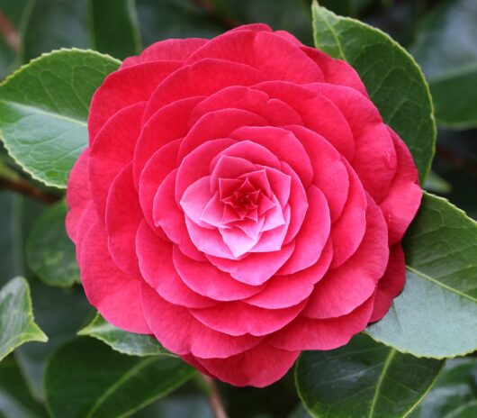Camellia japonica 'Roger Hall' (Espaliered) 10" Pot