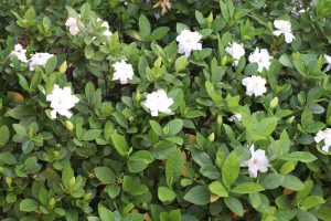 Gardenia 'Florida' 10" Pot (Espaliered) blooming amidst lush green foliage.