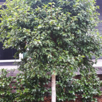 Hello Hello Plants Nursery Campbellfield Melbourne Victoria Australia Betula pendula 'Lollipop' standard birch