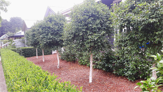 Hello Hello Plants Nursery Campbellfield Melbourne Victoria Australia Betula pendula 'Lollipop' standard birch