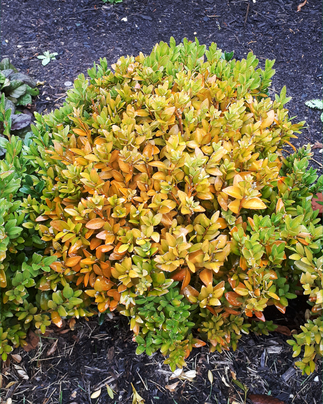 Plants in a Box, Plant Delivery Gold Coast