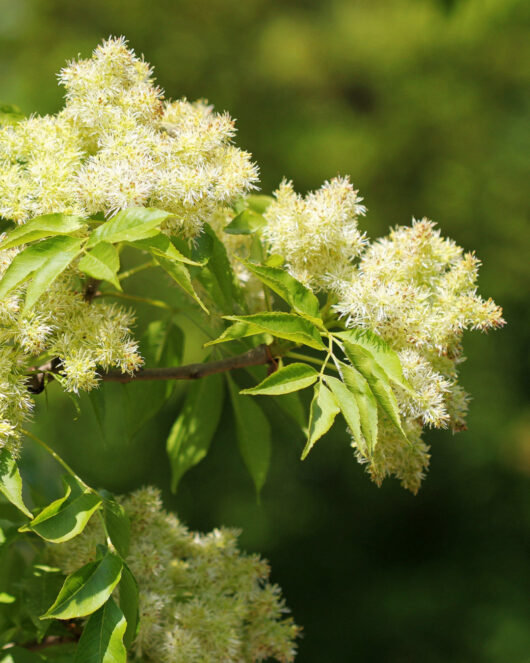 Hello Hello Plants Nursery Campbellfield Melbourne Victoria Australia fraxinus ornus flwoers evergreen ash flowers manna ash