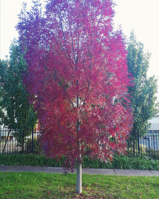 Fraxinus 'Claret Ash' Tree 16" Pot