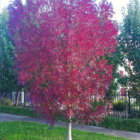 Fraxinus 'Claret Ash' Tree (Bare Rooted)