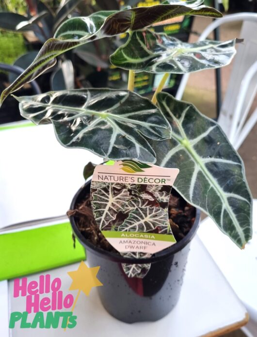 Alocasia amazonica 'Dwarf' 6" Pot