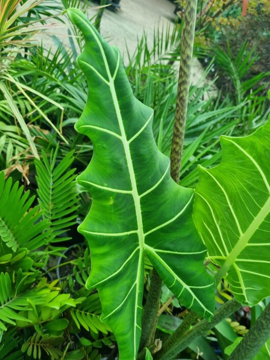Alocasia zebrina 'Sarian' Elephant Ears 8" Pot