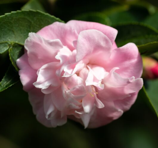 Camellia japonica 'Sweet Jane'