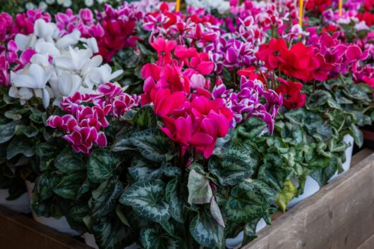 Cyclamen 'Mini Mix' 5" Pot