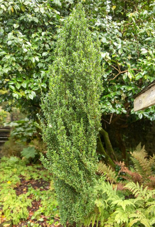Ilex fastigiata 'Sky Pencil Holly' 3" Pot