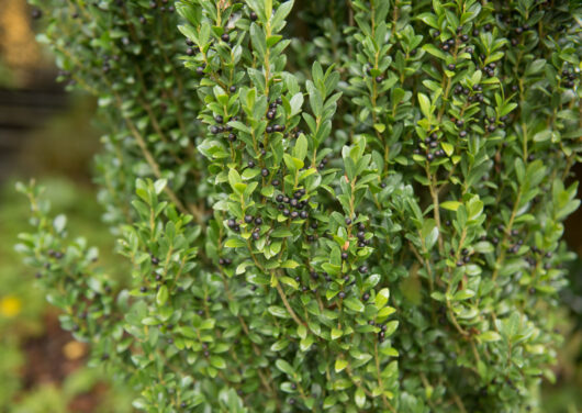 Ilex fastigiata 'Sky Pencil Holly' 3" Pot