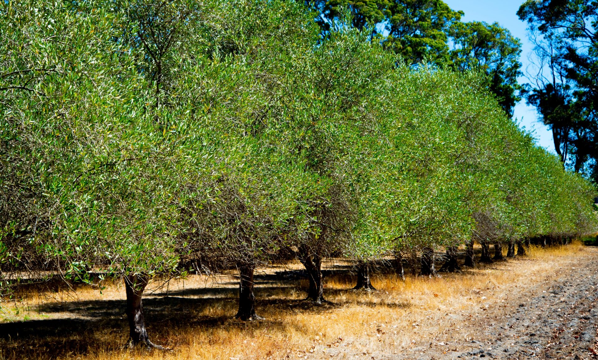 Olea Barouni Olive 8 Pot Hello Hello Plants olea-barouni-olive-8-pot-hello-hello-plants