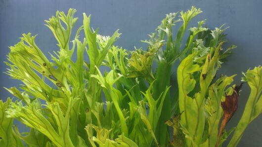 Microsorum 'Green Flame' Fern 6" Pot