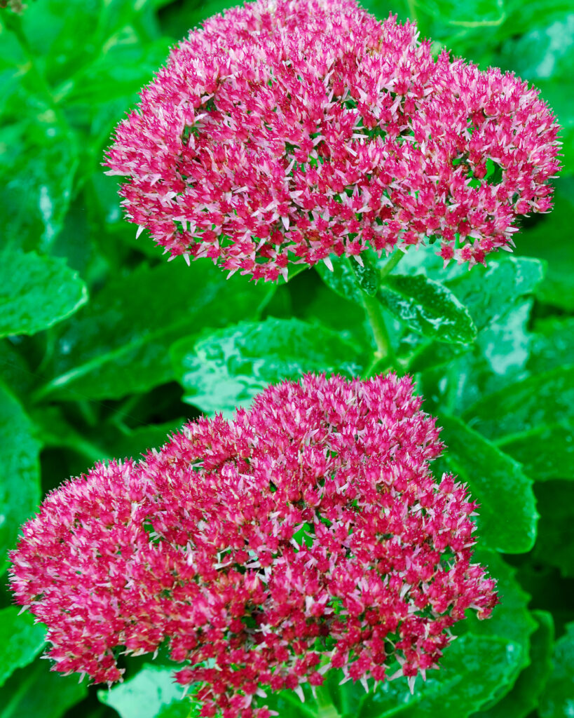 Hello Hello Plants Nursery Campbellfield Melbourne Victoria Australia Sedum autumn joy flowers