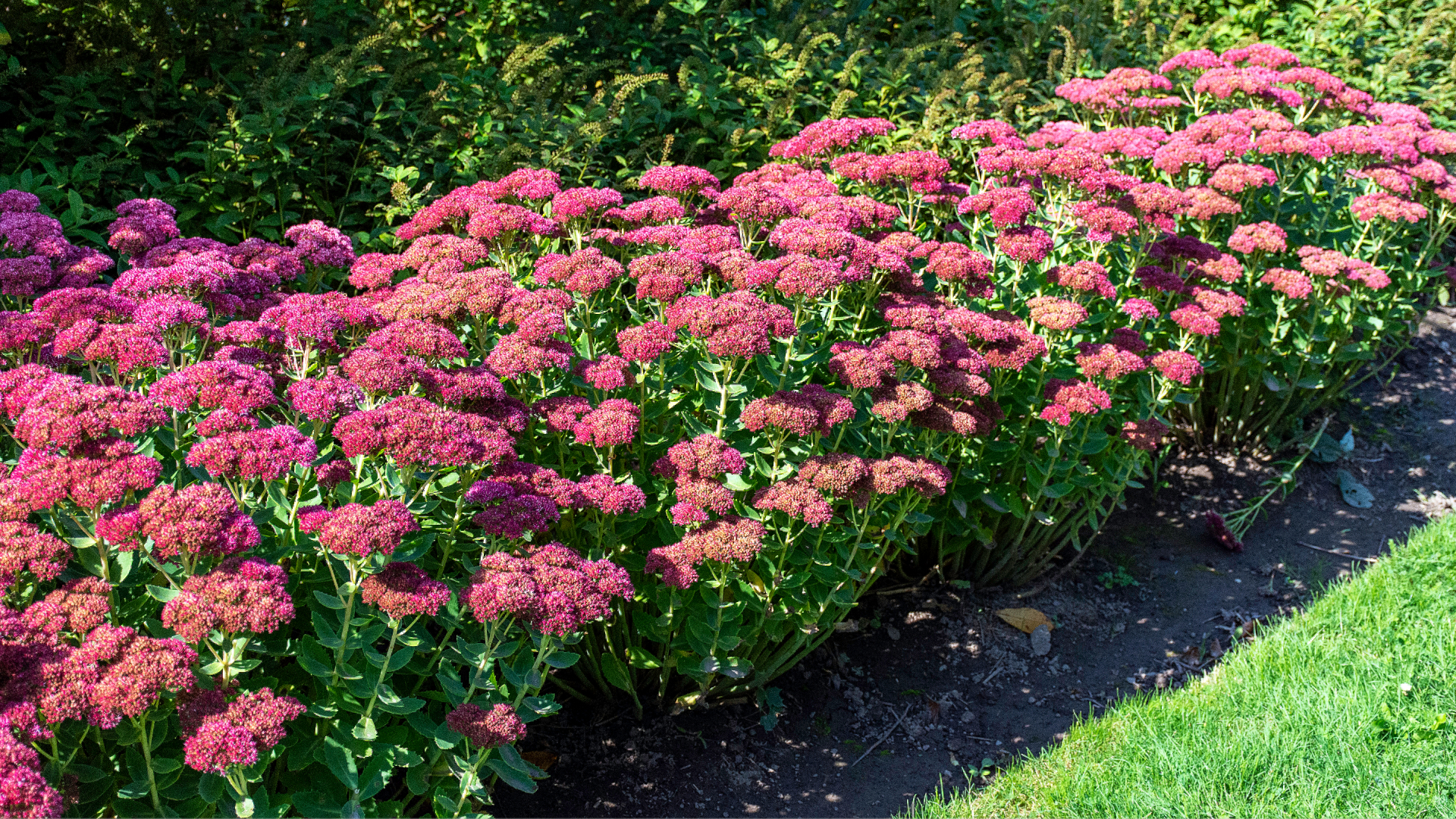 Sedum ‘Autumn Joy’ – dying or dormancy?