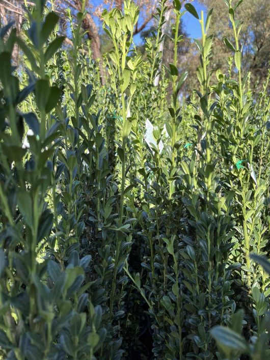 dark green upright foliage of ilex crenata sky pencil holly plants