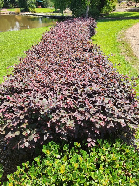 A line of Loropetalum 'Plum Delight' 8" Pot shrubs, planted in pots near a pond.