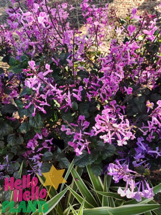 Plectranthus 'Mona Lavender' Pink