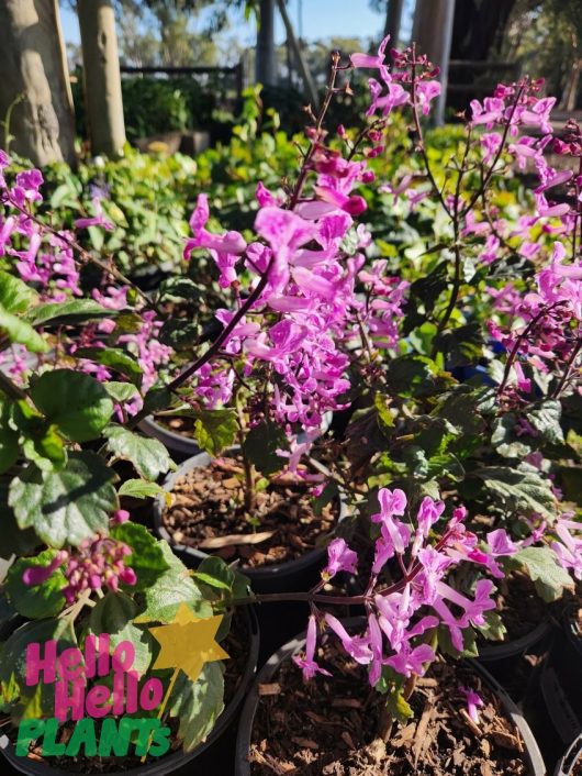 Plectranthus 'Mona Lavender' Pink plants bask in sunlight at a nursery, surrounded by lush greenery, with the "Hello Hello PLANTS" logo displayed in the bottom left corner.