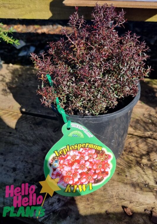Leptospermum 'Kiwi' 6" Pot