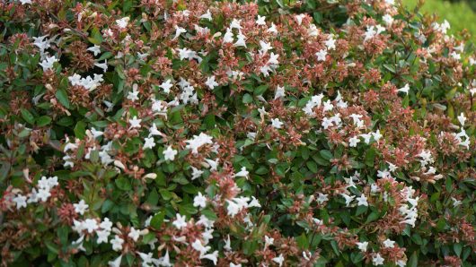 A dense Abelia nana 'Dwarf' 3" Pot shrub with a mix of white blossoms and reddish-green leaves.