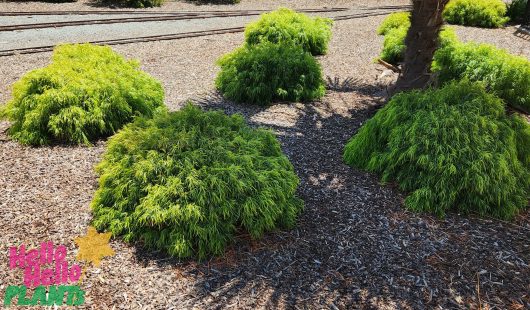 acacia cognata fettuccini native river wattle shrub australian native bright green bushes surrounding a tree beautiful feature plants compact growing