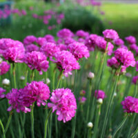 Clusters of bright pink Armeria Dreameria® 'Day Dream' flowers with slender green stems thrive in gardens. Ideal for a 6" pot, this bloom adds a dreamy touch to any outdoor space. Blurred greenery enhances its vibrant color.