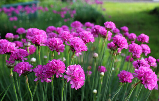 Armeria Dreameria® 'Day Dream' 6" Pot