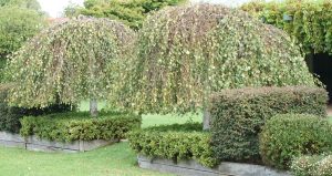 Two dome-shaped topiary trees, crafted from Abelia nana 'Dwarf' 3" Pot, with overhanging branches in a landscaped garden.