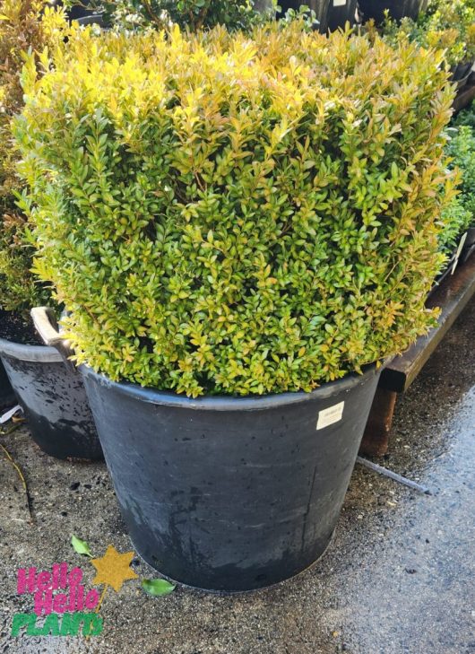 A Buxus 'English Box' Topiary Square in a 90L pot with dense green foliage and yellow-tipped leaves sits on wet outdoor concrete.