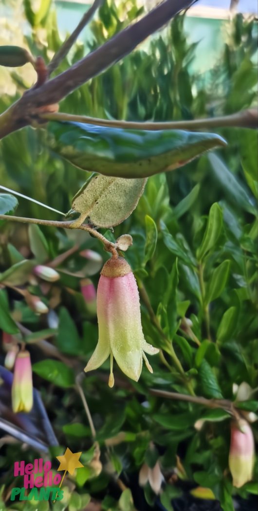 A close-up of a bell-shaped Correa 'Windsong' flower, with pink and green tones hanging from a leafy branch against dense green foliage. Ideal for growing in a Correa 'Windsong' 6" Pot.
