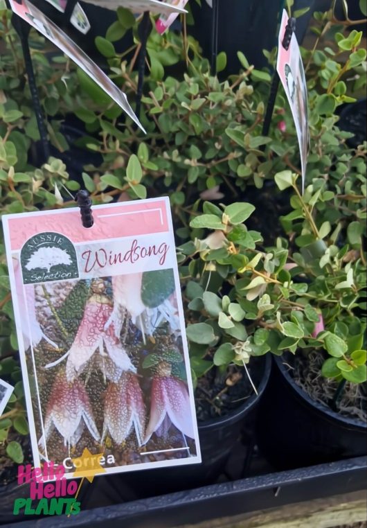 Correa 'Windsong' 6" Pot plants for sale at the garden center, each with an ID tag featuring flower images and text.