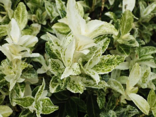 Euonymus 'Pierrolino' Japanese Spindle Bush 6" Pot