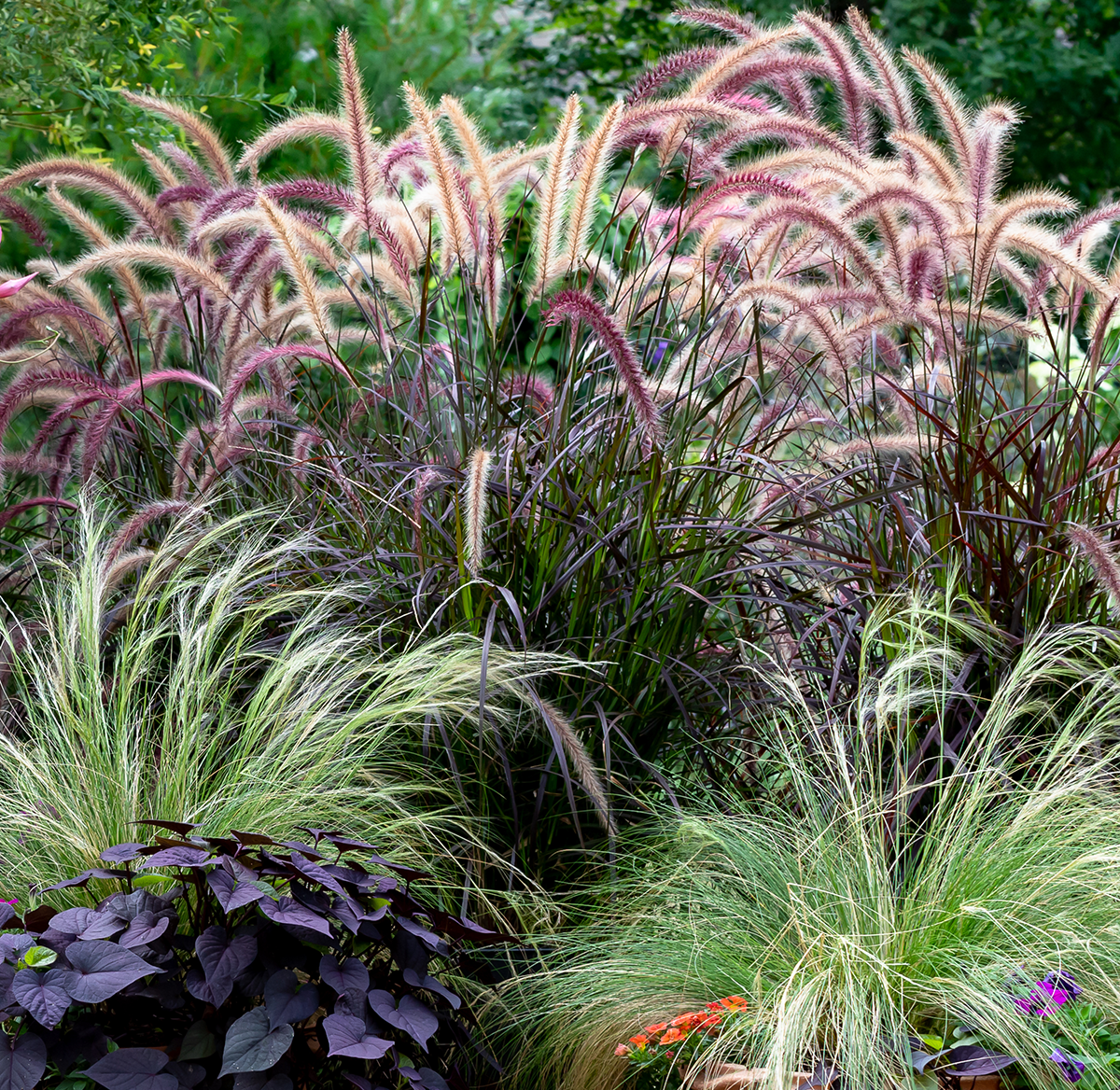 Grasses, Cordylines & Flaxes