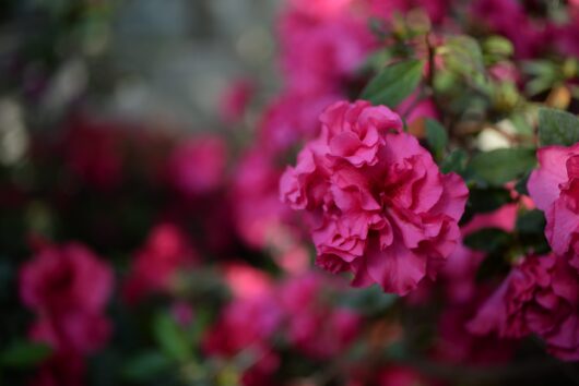 Azalea 'Madelaine' 10" Pot