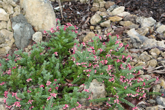 Grevillea 'Mt Tamboritha'