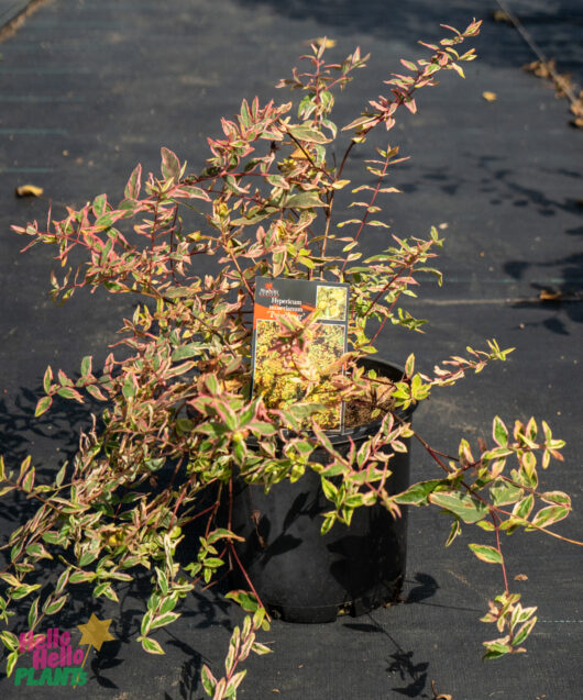 Hypericum 'Tricolor' St. John's Wort 8" Pot