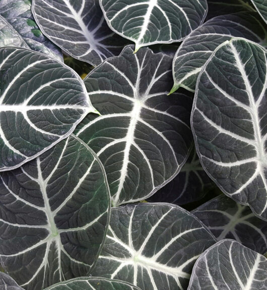 Alocasia 'Black Velvet' 5" Pot
