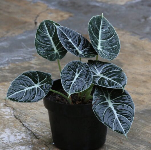 Alocasia 'Black Velvet' 5" Pot