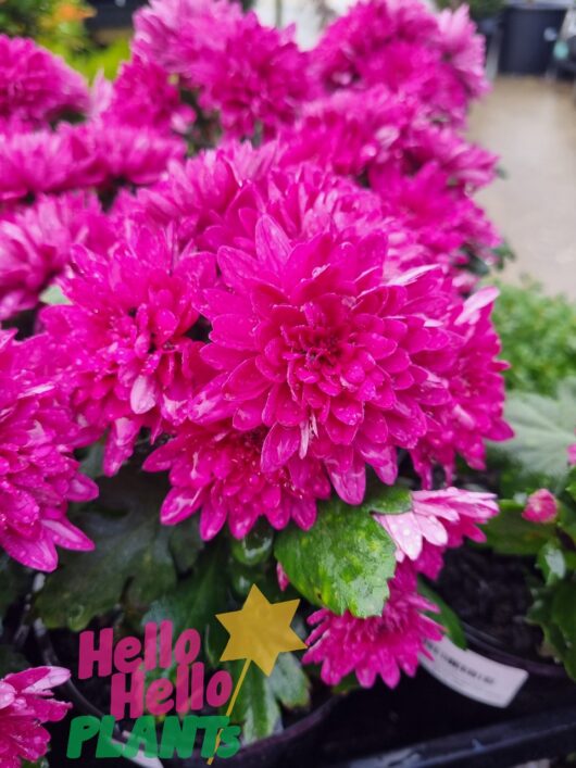 Chrysanthemum 'Purple' 6" Pot